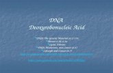DNA  Deoxyrobonucleic  Acid