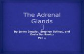 The Adrenal Glands