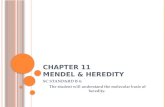 CHAPTER 11 MENDEL & HEREDITY