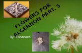 Flowers For Algernon Part.  5