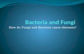 Bacteria and Fungi