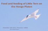 Food  and feeding  of Little  Tern  on the Hooge Platen