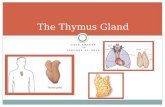 The Thymus Gland