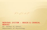 Nervous System – Brain & cranial nerves