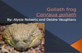 Goliath frog Conraua  goliath