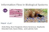 Information Flow in Biological Systems