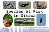 Species at Risk in Ottawa