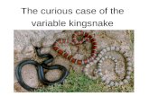The curious case of the variable kingsnake