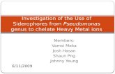 Investigation of the Use of Siderophores from  Pseudomonas  genus to  chelate  Heavy Metal ions
