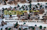 Health  and Ecology of Mallards Wintering on the Chena River