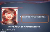 The Cranial  Nerves