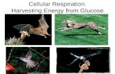 Cellular Respiration: Harvesting Energy from Glucose