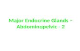 Major Endocrine Glands â€“  Abdominopelvic  - 2