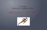Sistema  Musculo  esquelético  Músculos y Acción