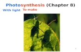 Photo synthesis  (Chapter 8)