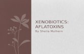 Xenobiotics :  Aflatoxins