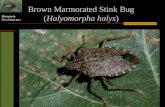Brown Marmorated Stink Bug ( Halyomorpha halys )