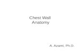 Chest Wall  Anatomy