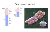 Sex linked genes