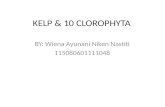 KELP & 10 CLOROPHYTA