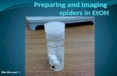 Preparing and imaging  spiders in  EtOH
