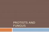 Protists  and Fungus