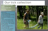 Our tick collection methods