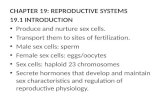CHAPTER 19: REPRODUCTIVE SYSTEMS 19.1 INTRODUCTION Produce and nurture sex cells.
