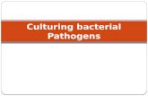 Culturing bacterial Pathogens