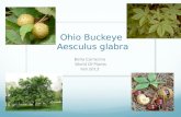 Ohio Buckeye  Aesculus g labra
