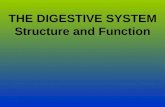 THE DIGESTIVE SYSTEM Structure and Function