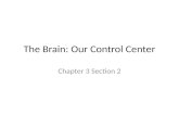 The Brain: Our Control Center