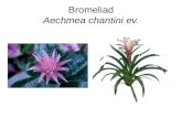 Bromeliad Aechmea chantini ev.