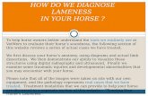 HOW DO WE DIAGNOSE LAMENESS  IN YOUR HORSE ?