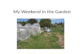 My Weekend in the Garden