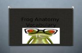 Frog Anatomy  Vocabulary