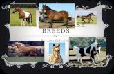 Top ten Horse breeds