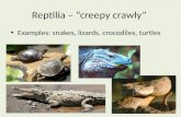 Reptilia  – “creepy crawly”