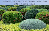 Shrubs,  Bushes  and  Vines for the 2014  Plant Sale