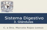 Sistema Digestivo 3. Glándulas