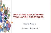 RNA VIRUS  REPLICATION/ TRNSLATION STRATEGIES