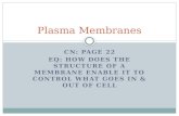 Plasma Membranes