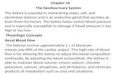 Chapter  16   The  Genitourinary System