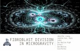 fibroblast  Division in  Microgravity