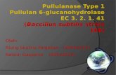 Pullulanase Type 1 Pullulan 6-glucanohydrolase EC 3. 2. 1. 41 ( Baccillus subtilis  strain 168)