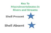 Key To Macroinvertebrates in Rivers and Streams