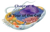 Chapter  6. A Tour of the Cell