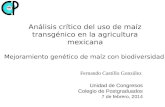Análisis crítico del uso de maíz transgénico en la agricultura mexicana
