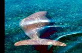 Do dugongs trade food for safety?