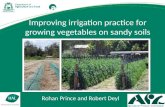 Improving irrigation practice for growing vegetables on sandy soils